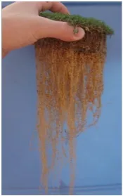 A hand holding a chunk of soil with grass on top and long roots dangling down against a blue background.