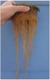 A hand holds up a clump of soil with long, dangling roots against a blue background.