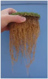 Hand holding a section of turf, showing dense grass roots hanging down against a blue background.