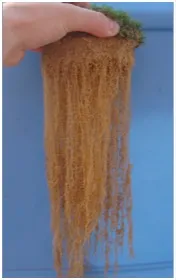 A hand holds up a clump of soil with long, dense plant roots hanging down against a blue background.