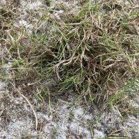 Sunday-Ultra-Dwarf-Sprigs